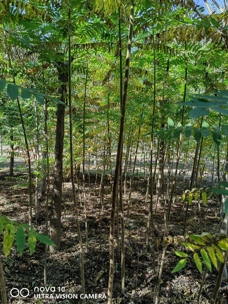 河北奥森苗圃场正在出售胸径3公分火炬垂柳数量200万株