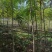 河北奥森苗圃场正在出售胸径3公分火炬垂柳数量200万株