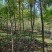 河北奥森苗圃场正在出售胸径3公分火炬垂柳数量200万株