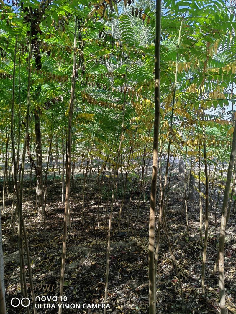 河北奥森苗圃场正在出售胸径3公分火炬垂柳数量200万株