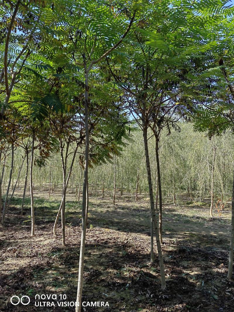 河北奥森苗圃场正在出售胸径3公分火炬垂柳数量200万株
