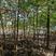 河北奥森苗圃场正在出售胸径3公分火炬垂柳数量200万株