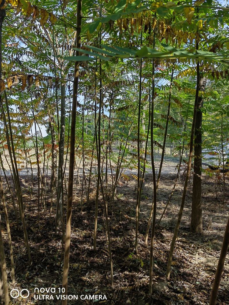 河北奥森苗圃场正在出售胸径3公分火炬垂柳数量200万株