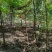 河北奥森苗圃场正在出售胸径3公分火炬垂柳数量200万株