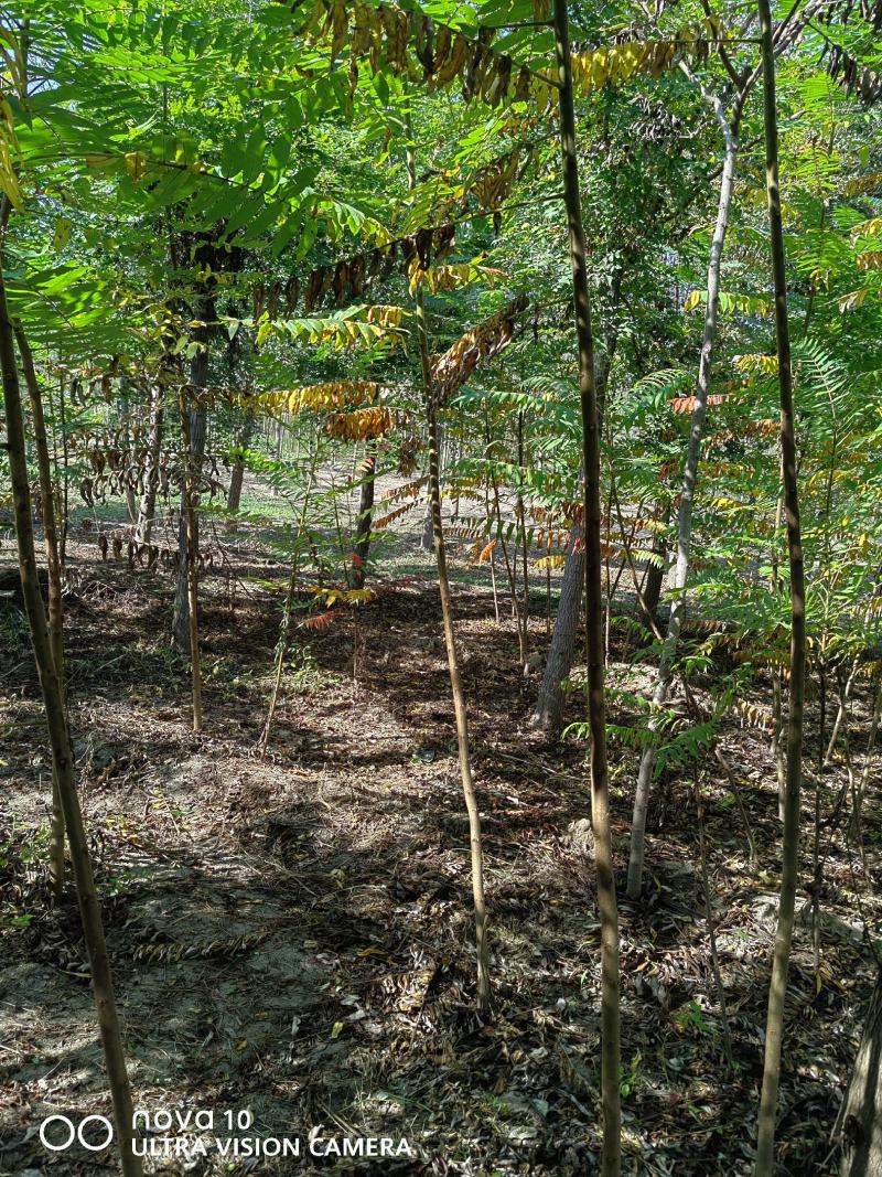 河北奥森苗圃场正在出售胸径3公分火炬垂柳数量200万株