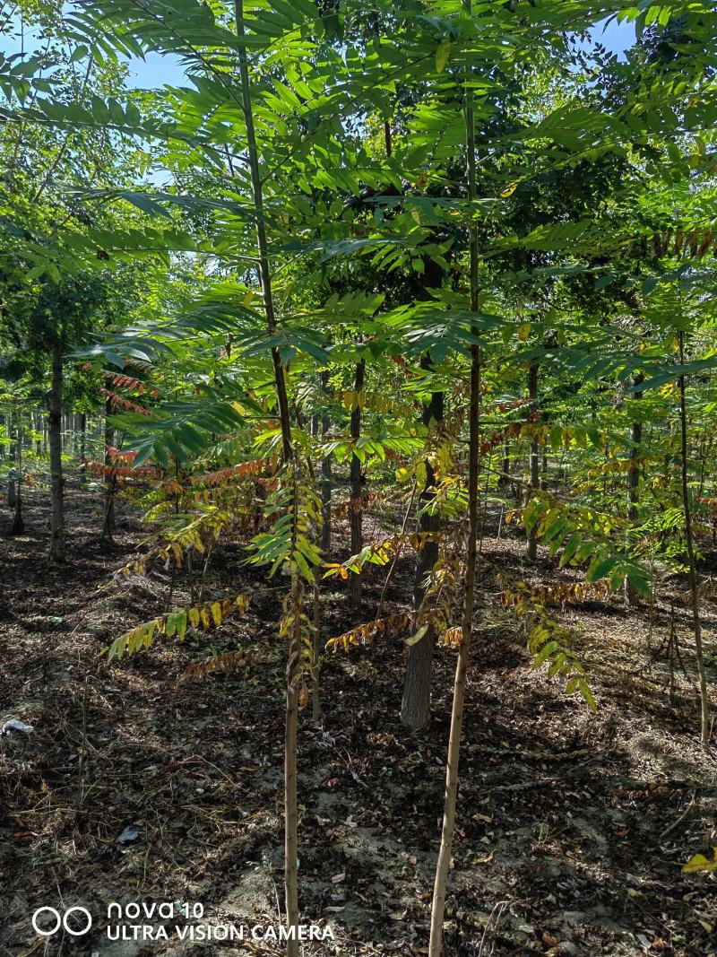 河北奥森苗圃场正在出售胸径3公分火炬垂柳数量200万株