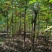 河北奥森苗圃场正在出售胸径3公分火炬垂柳数量200万株