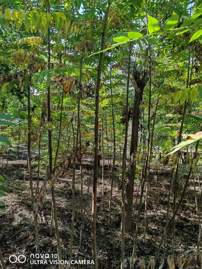 河北奥森苗圃场正在出售胸径3公分火炬垂柳数量200万株