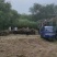 河北奥森苗圃场正在出售胸径8公分国槐100万棵