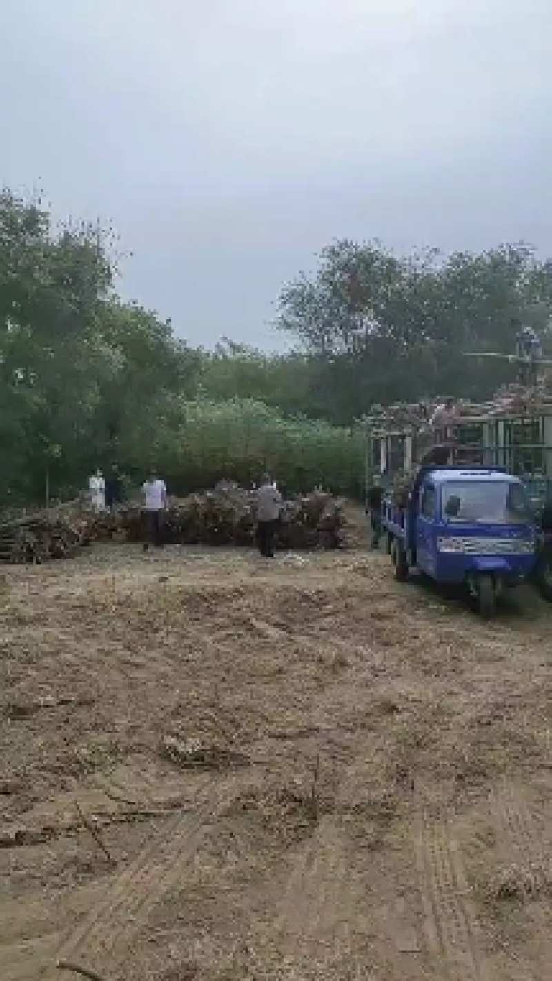 河北奥森苗圃场正在出售胸径8公分国槐100万棵