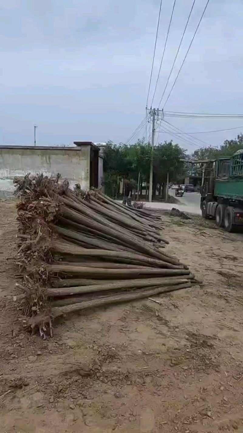 河北奥森苗圃场正在出售胸径8公分国槐100万棵