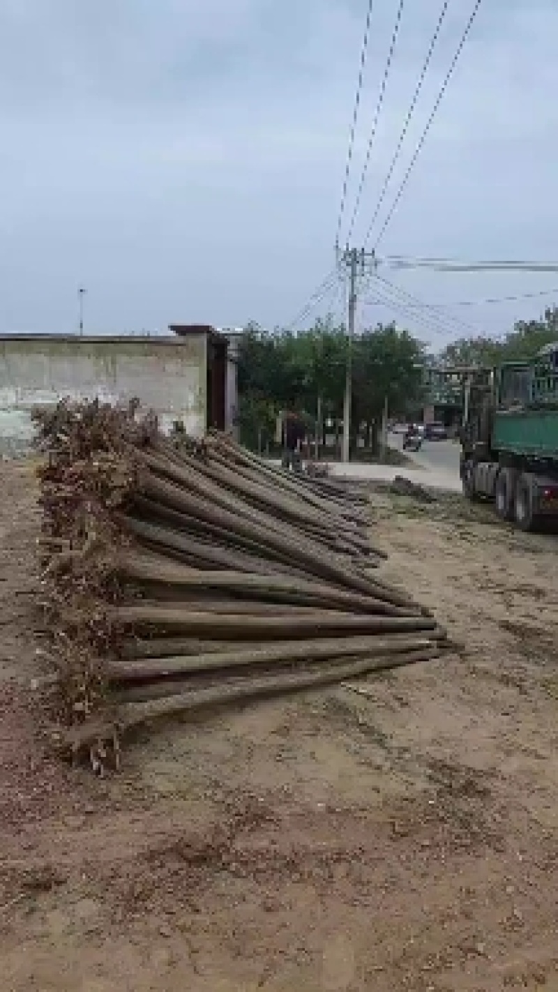 河北奥森苗圃场正在出售胸径8公分国槐100万棵