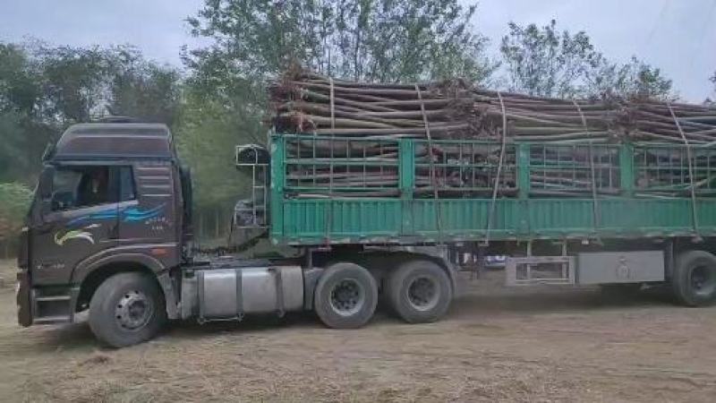 河北奥森苗圃场正在出售胸径8公分国槐100万棵