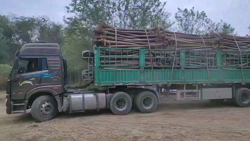 河北奥森苗圃场正在出售胸径8公分国槐100万棵