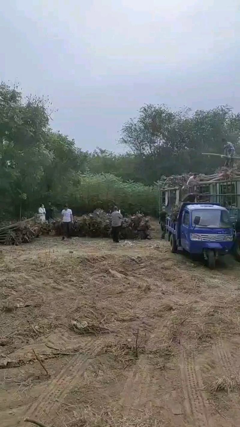 河北奥森苗圃场正在出售胸径8公分国槐100万棵