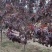 河北奥森苗圃场正在出售胸径8公分国槐100万棵