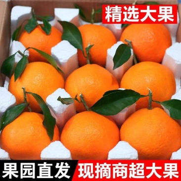 青见果冻橙橘子皮薄香甜支持电商一件代发包邮批发
