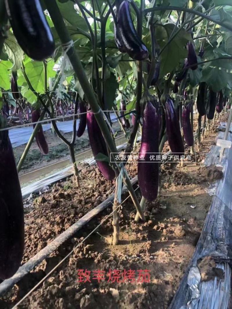 正源致丰烧烤茄种子长条粗棒型深紫色茄子种子果肉白色特高产