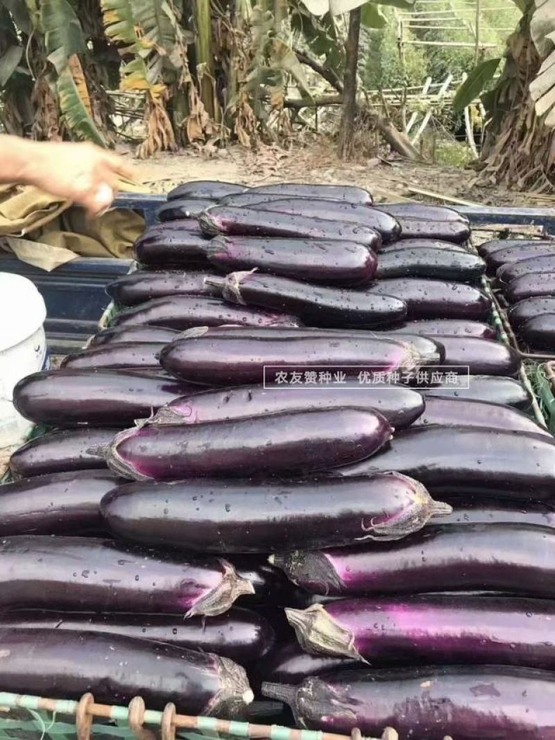 正源致丰烧烤茄种子长条粗棒型深紫色茄子种子果肉白色特高产