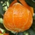 青见果冻橙橘子皮薄香甜支持电商一件代发包邮批发
