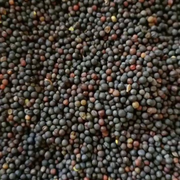 非转基因油菜籽