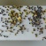 非转基因油菜籽