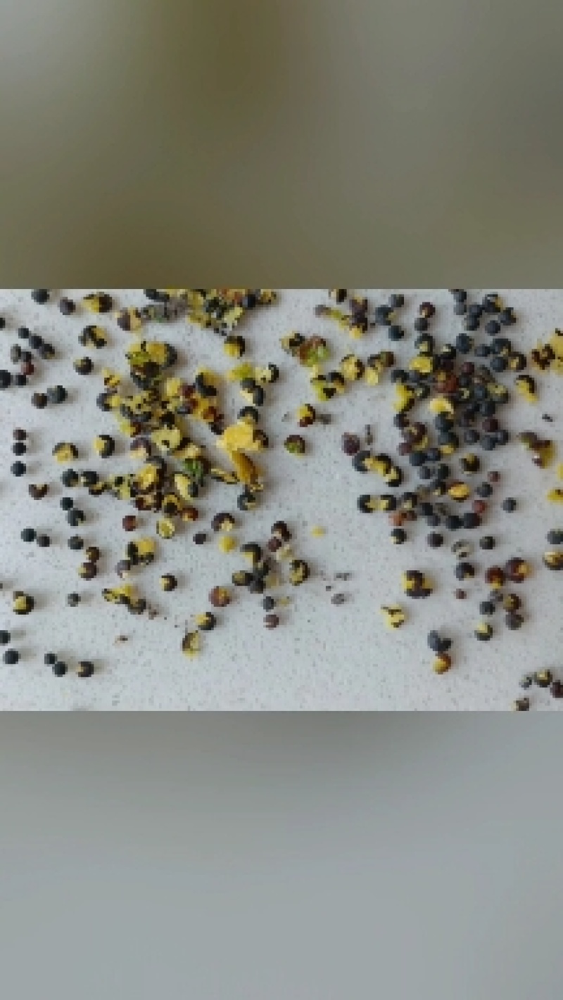 非转基因油菜籽
