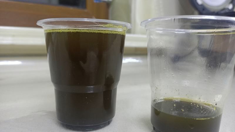非转基因油菜籽