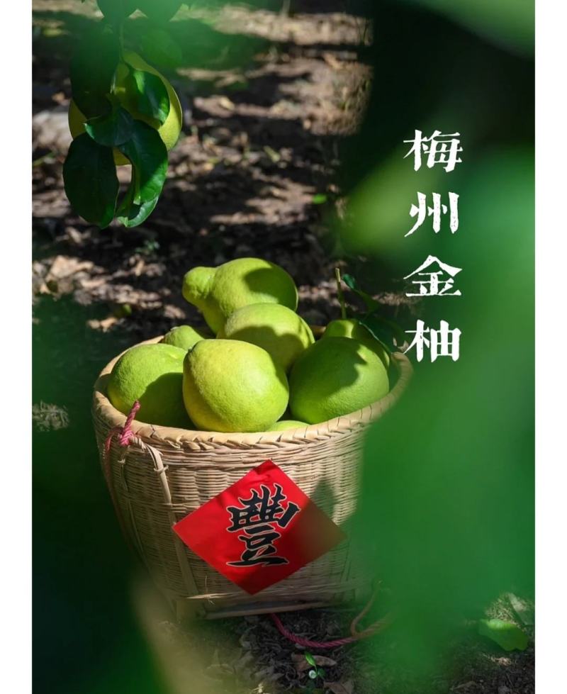 广东梅县沙田柚子梅州金柚现采基地直发实力供应量大从优
