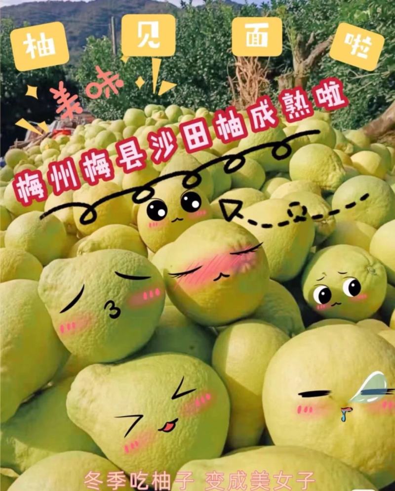 广东梅县沙田柚子梅州金柚现采基地直发实力供应量大从优