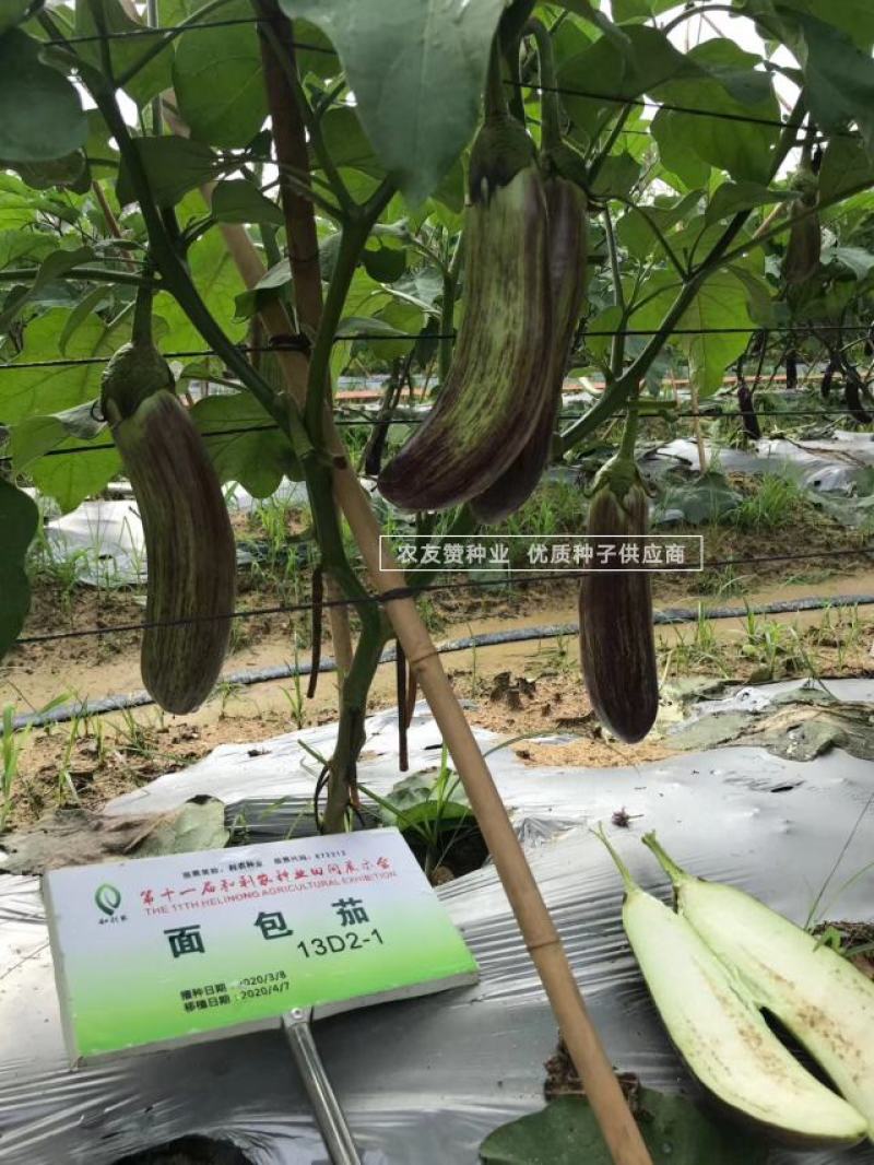 利农面包茄种子中晚熟品种果肉淡绿色面包茄子种子全国各地播