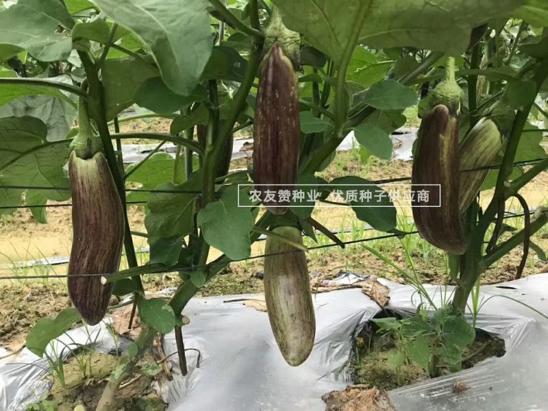 利农面包茄种子中晚熟品种果肉淡绿色面包茄子种子全国各地播