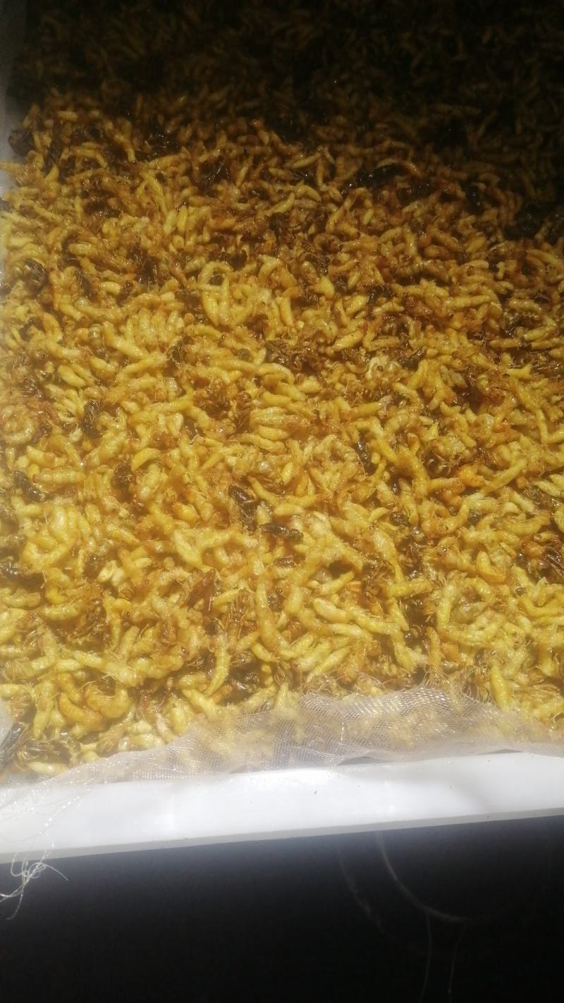 油炸蜂蛹树蜂蜂蛹，精品树蜂蜂蛹统货都有现货欢迎咨询