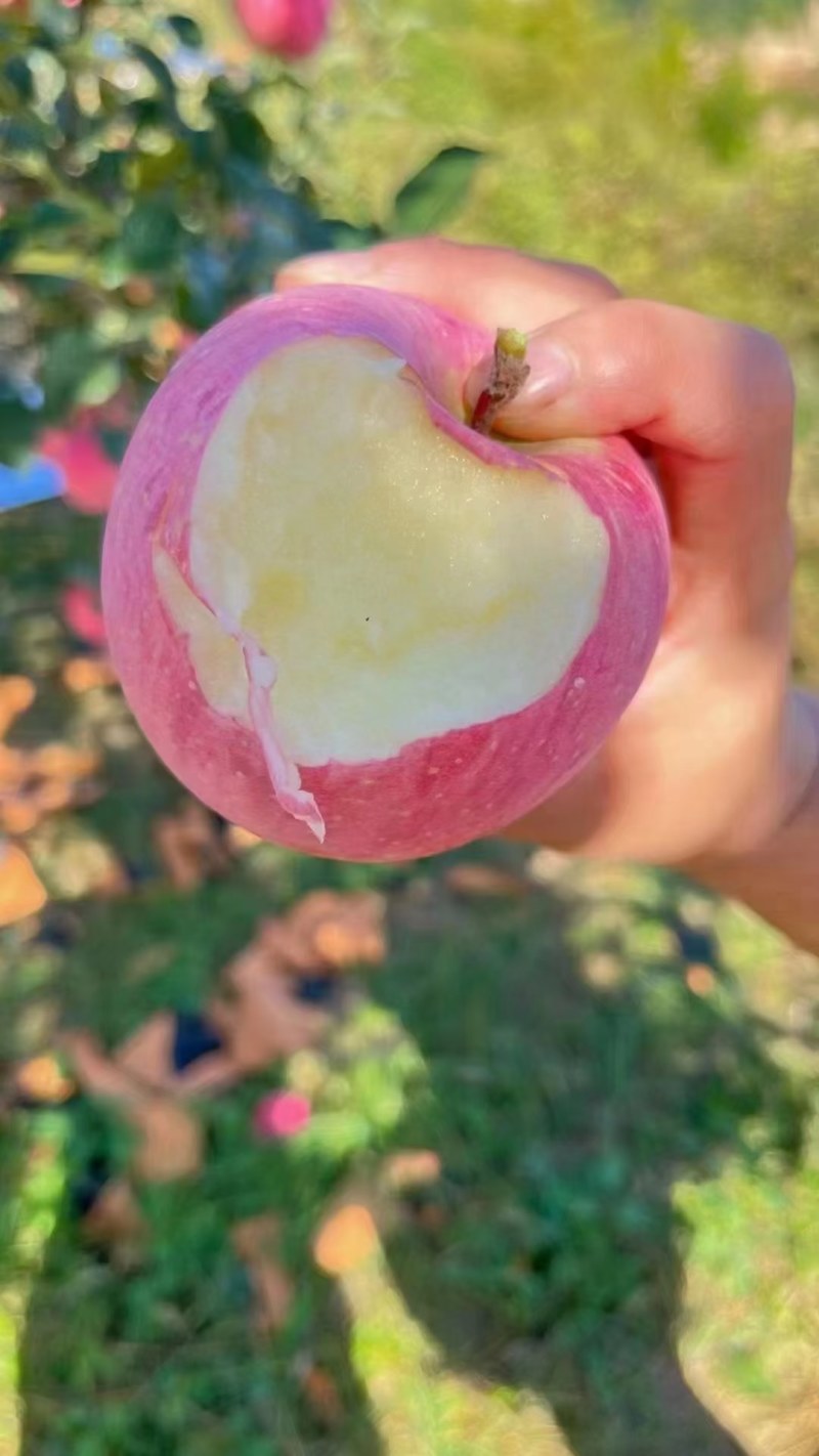 今年的红富士苹果已经完全成熟，脆甜可口，个大水分足，