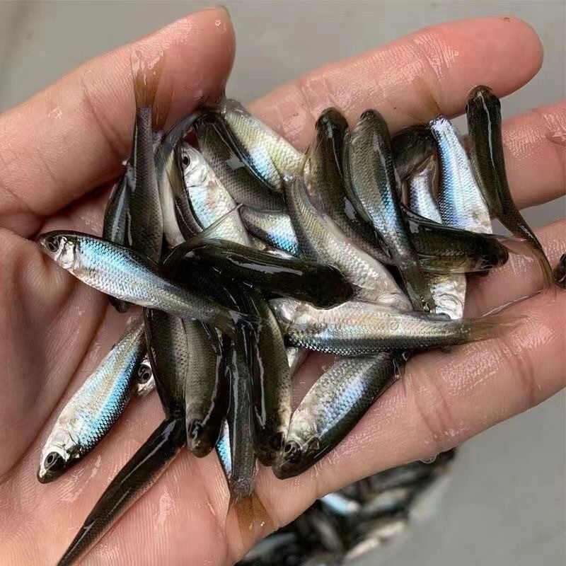 鲮鱼苗麦鲮鱼苗三花鲮鱼3-10公分供应水花苗