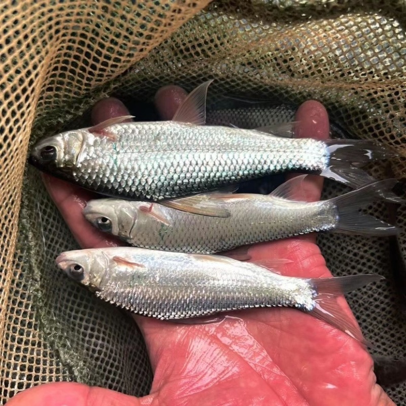 鲮鱼苗麦鲮鱼苗三花鲮鱼3-10公分供应水花苗