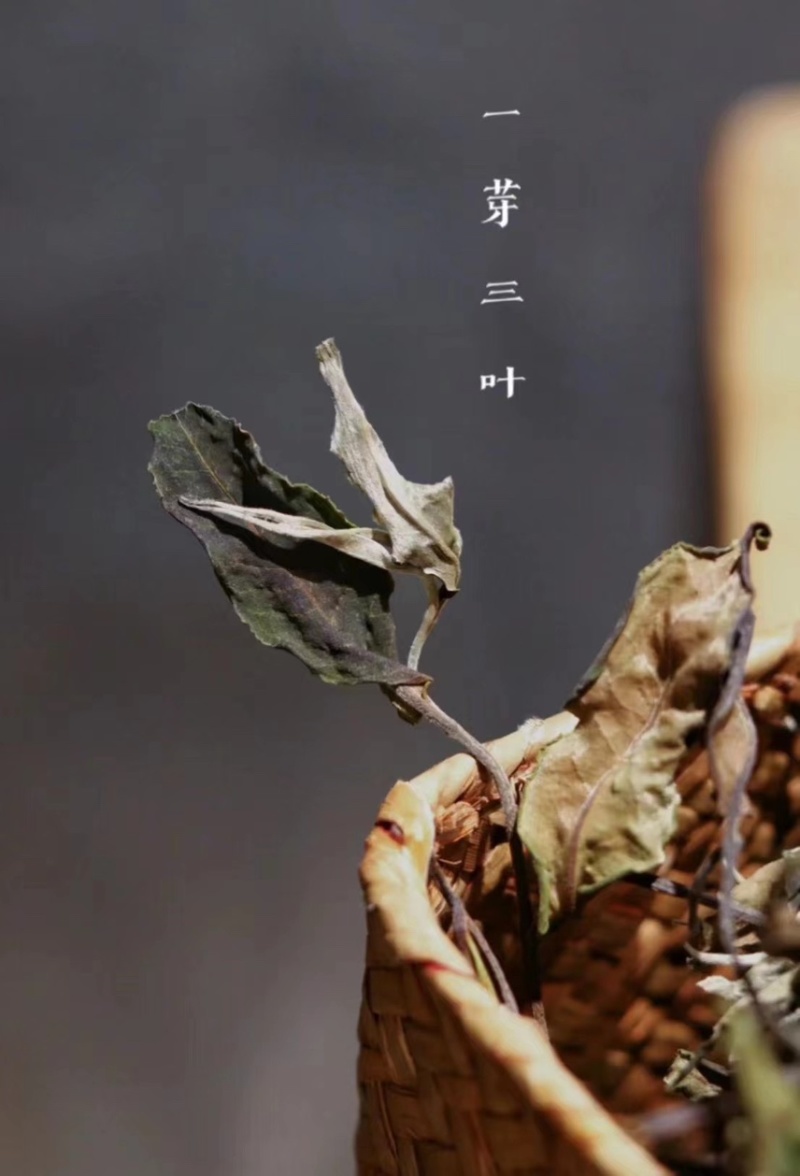 【精品白茶】云南白茶600斤产地货源质量保证