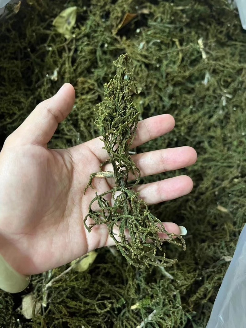 【精品白茶】云南白茶600斤产地货源质量保证