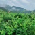 张家界莓茶