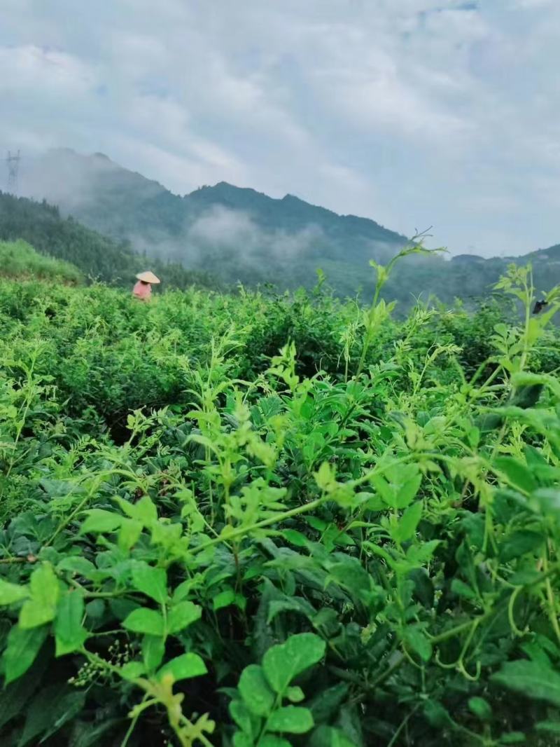 张家界莓茶