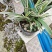 金凤凰