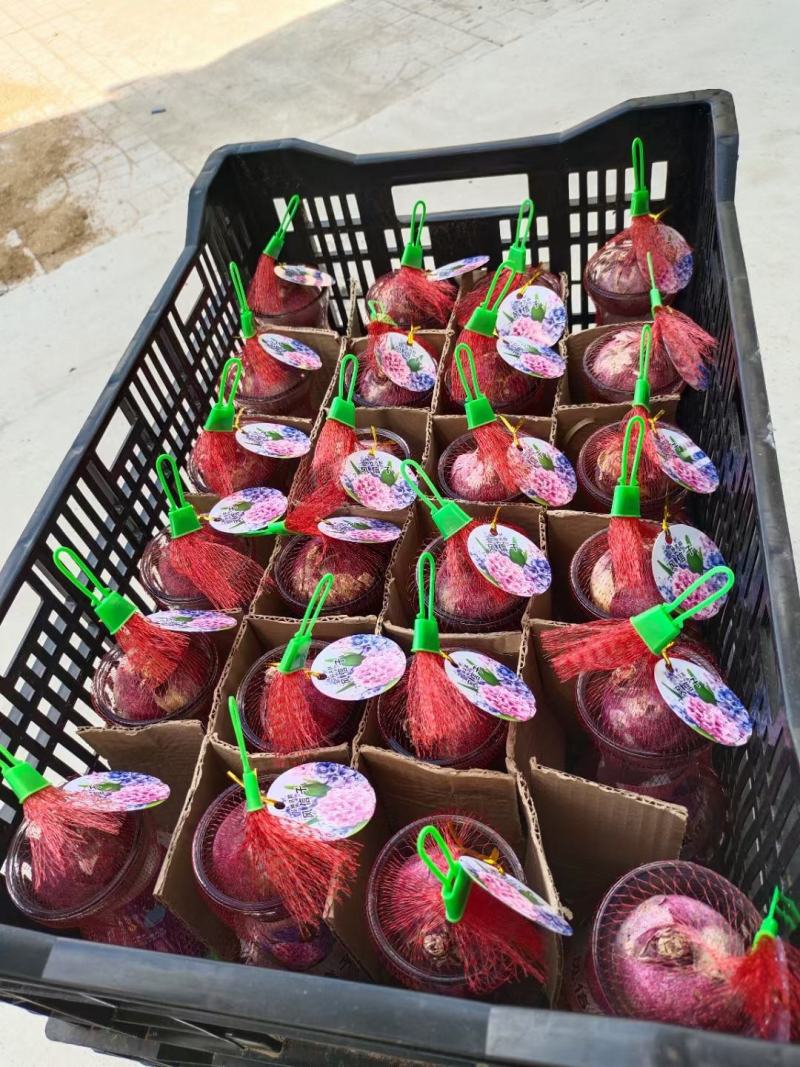 风信子成品半成品基地大量出售