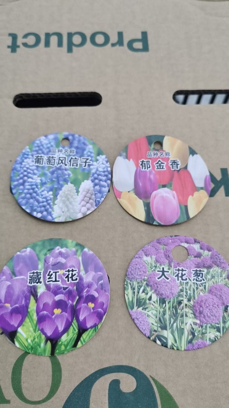 风信子成品半成品基地大量出售