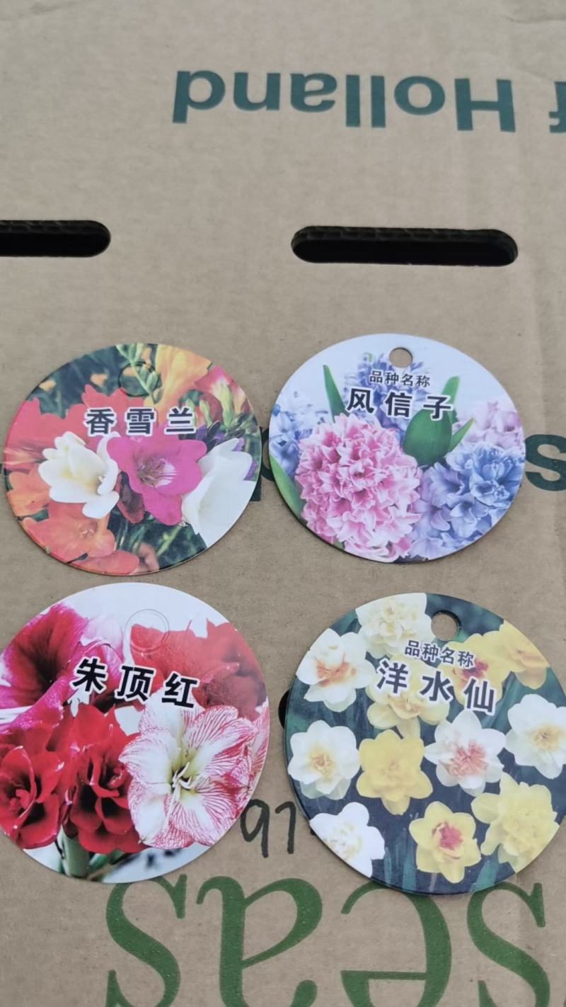 风信子成品半成品基地大量出售