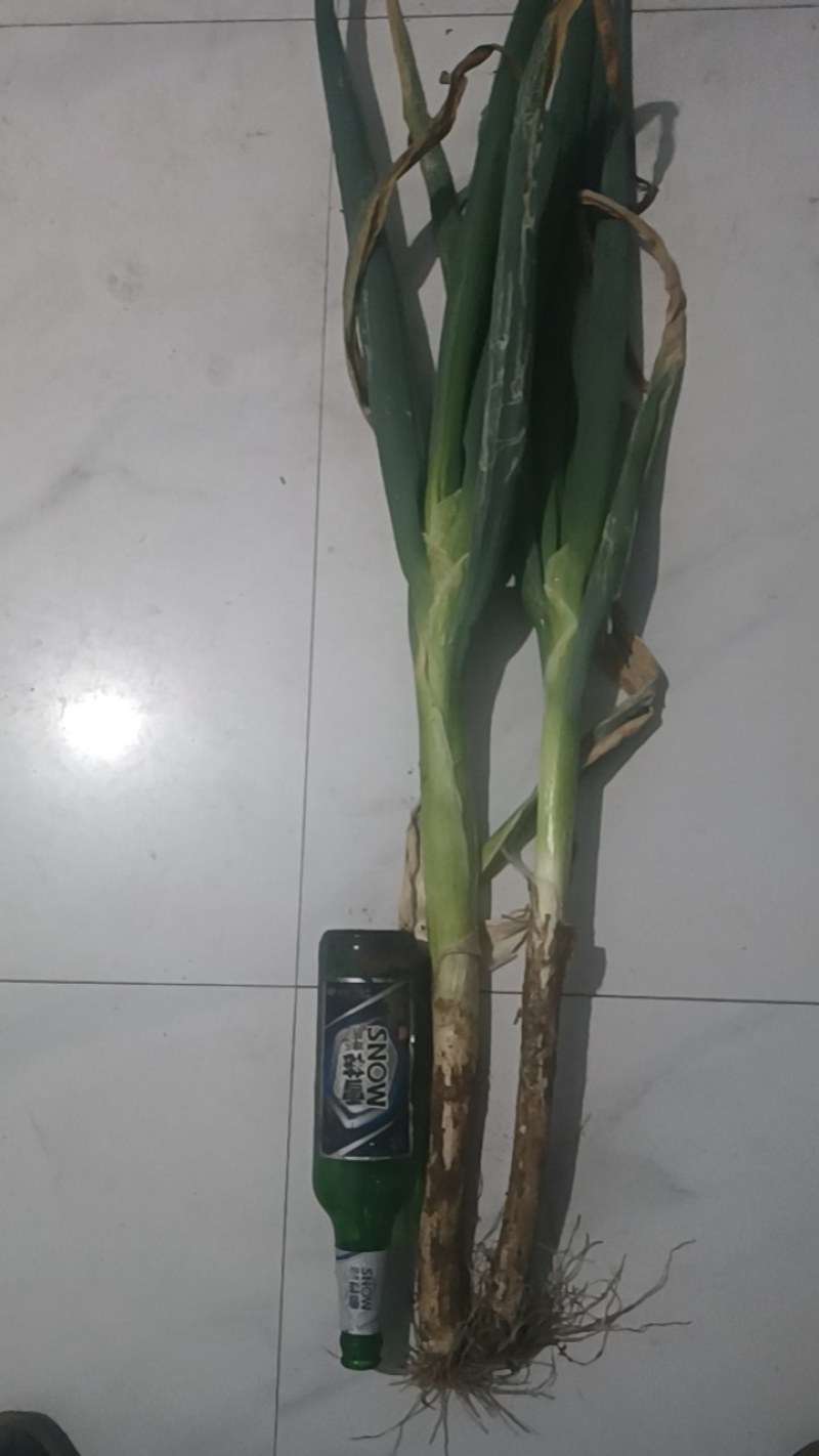 沈阳市辽中区长白大葱