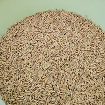 优质杂交水稻