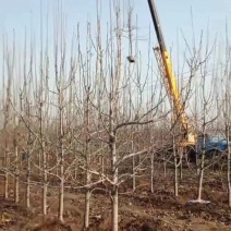 苹果树苗各规格齐全、绿化工程、占地裸根、土球均可操作