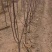苹果树苗各规格齐全、绿化工程、占地裸根、土球均可操作