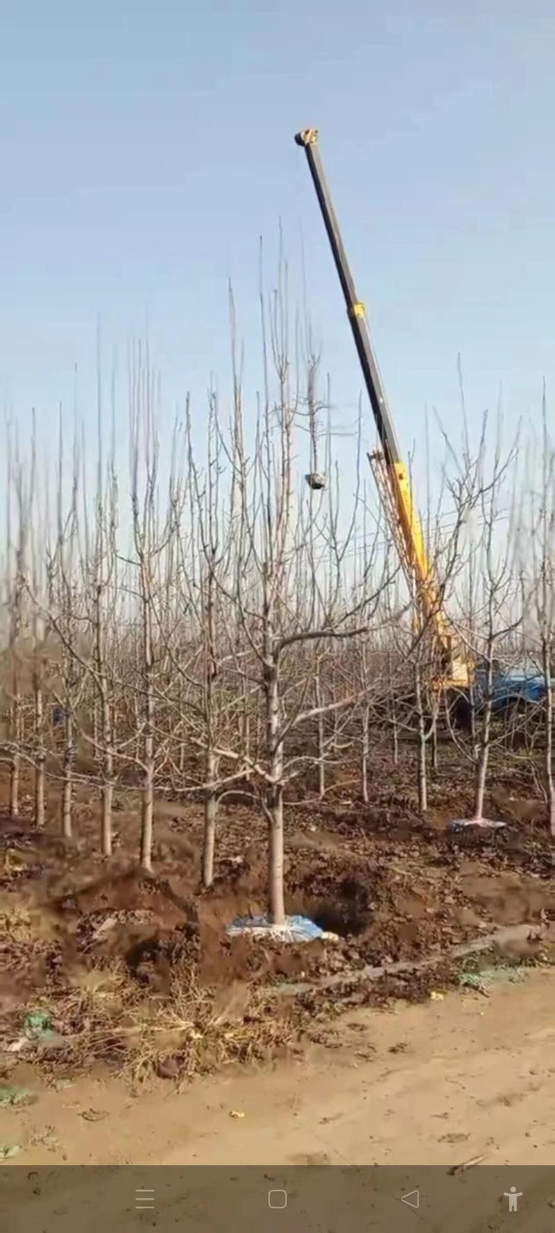 苹果树苗各规格齐全、绿化工程、占地裸根、土球均可操作