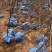 苹果树苗各规格齐全、绿化工程、占地裸根、土球均可操作